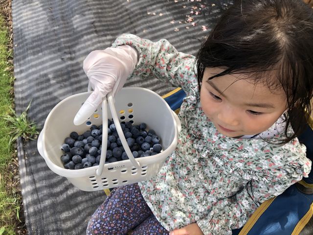 ����������܂����O�O_Sachi Blueberry Farm