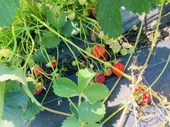 񂳂Farm ۃ`ւ̓eʐ^1