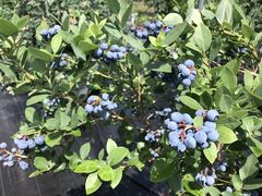 Ƃ݂Sachi Blueberry Farmւ̓eʐ^1