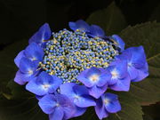 ˂񂷂܂񂳂̓̓eʐ^3