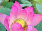 G~񂳂̒ctr lGʂ̓m tritrj̓eʐ^1