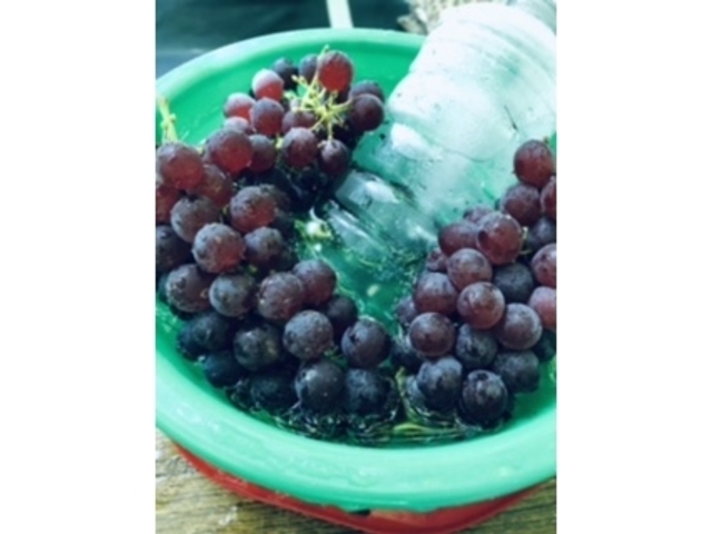 �o�P�c�Ɠ��炵���y�b�g�{�g����݂��Ă����̂ŗ₽���Ԃǂ����H�ׂ�܂�_���}�I�J��