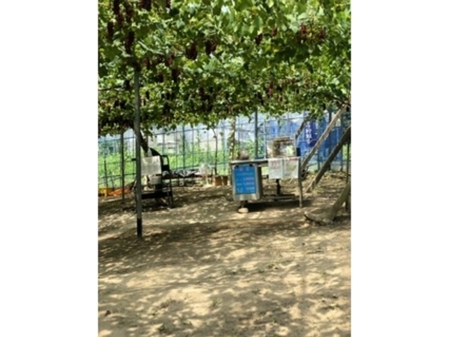 �i����������i�������猩���Ԃǂ����̓���_���}�I�J��