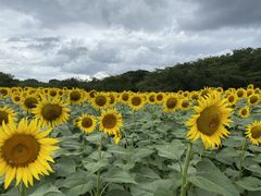 ̂ӂ[̏aLOZOEFCcA[ւ̓eʐ^1