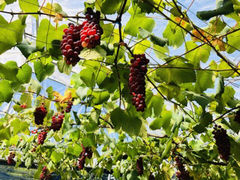 MiKuRũ}IJւ̓eʐ^1