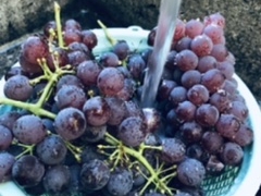 MiKuRũ}IJւ̓eʐ^2