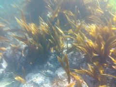 񂳂Ezo Nature ACTւ̓eʐ^1