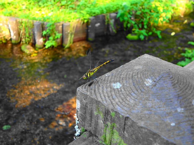 �����ƃg���{_�P�쌹�����R�T���� �i�P�쌹���E�e�C�����j