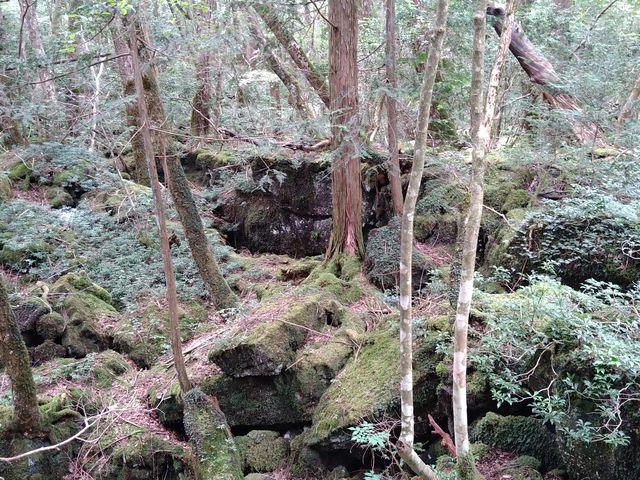 ��\�ł��傤���A�Β�̂悤�Ȃ��̂�����܂���_�؃P�����C