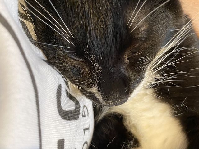 ���̘r�̒��ł܂����肵�Ă܂��B_�ی�L�J�t�F�@�Ђ��܂荆