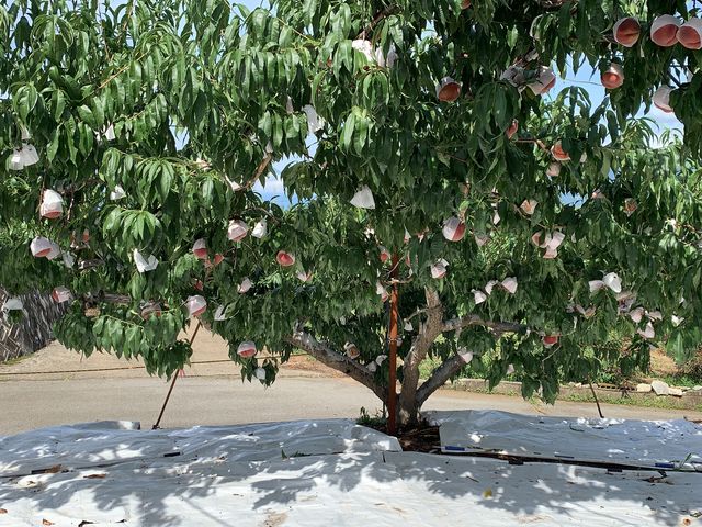 ������̉ʎ��͂R�T�O�`�S�T�O���ő傫�ڂ̔����ŁA�\��͔����g�F�ɐF�t���܂��B���x�������Â����ł��B_��ԉ�