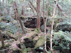 ������������̐؃P�����C�ւ̓��e�ʐ^1