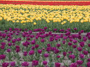 jkammy07̍ݑOc̃`[bv̓eʐ^3