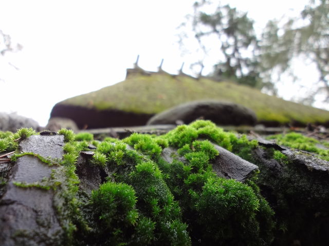 �J�ɔG�ꂽ�ۂƘm��������_���{��