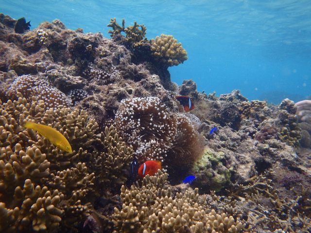 �_�C�r���O���̎ʐ^�ł��I_BLUE ALOHA�{�Ó�