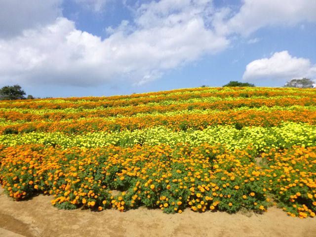 ����ǂ�̋u�@�@�@�@�@�@�@�@�@�}���[�S�[���h���J_�����h�C�c��