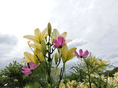 �������̉Ԃ̉w����ւ̓��e�ʐ^1