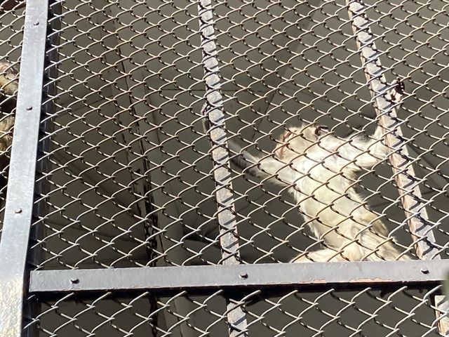 �����ł��킢���J�j�N�C�U��_�������������