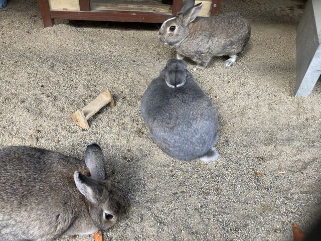 ���������������K����_�������������