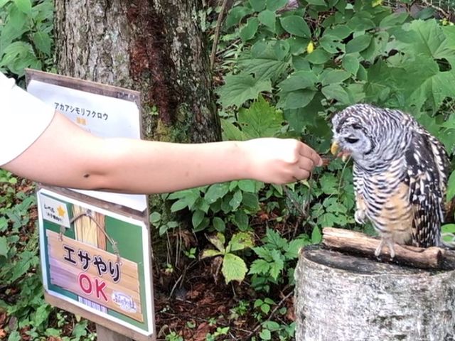 ����ނ̃t�N���E�B
��l���������ł���_�������]�[�g�@�r�̕��z�e�������]�[�c