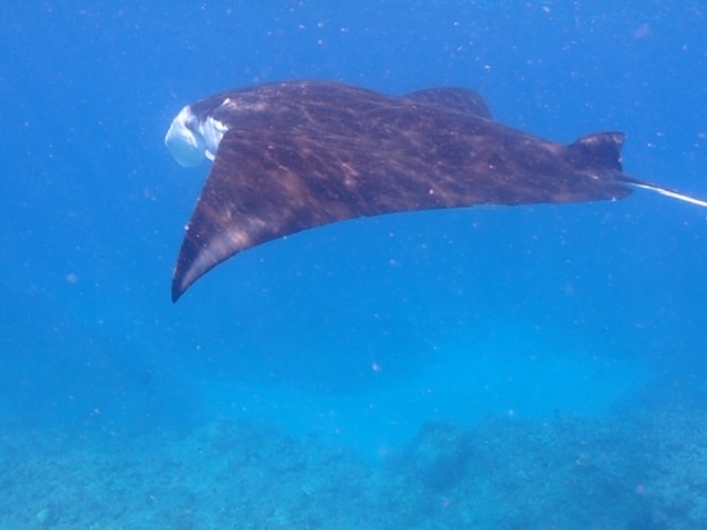 �}���^�ɉ�܂����I�I_DIVING SHOP RYAAAN