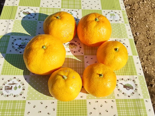 傫̂̂ÂłI_݂@Ƃ牀