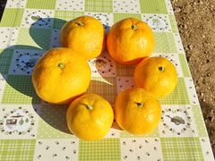 傤}}݂̂@Ƃ牀ւ̓eʐ^1