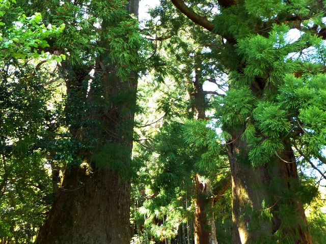 �v�w���F�����̈�ł��B_�F��Ó��@����