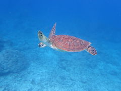 ݂̂񂳂̃T}[h[Ί_ւ̓eʐ^2