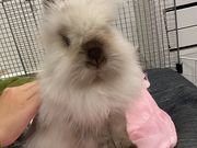 ݂ィ̂JtFEX White Rabbit̓eʐ^1