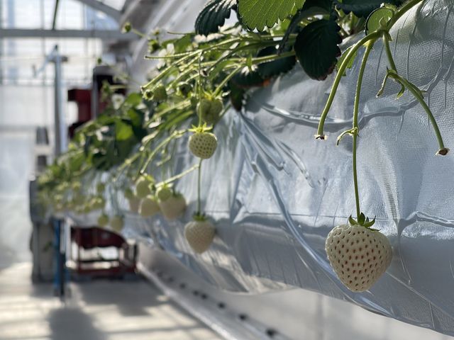 �M�d�Ȕ��C�`�S���I_�q���t�@�[��