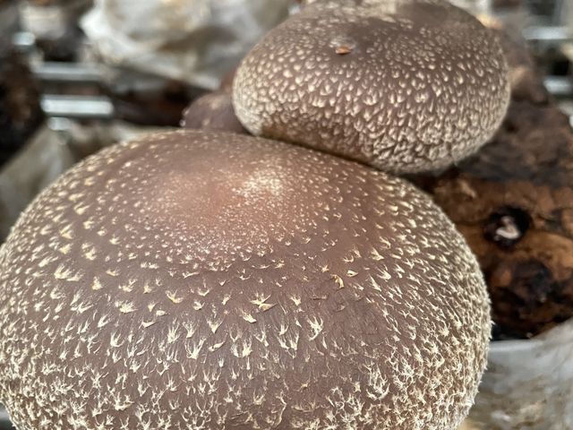 ����_�O�H�_�������₫�t�@�[��