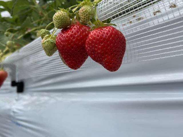 ���܂���_itoBEE�t�@�[��