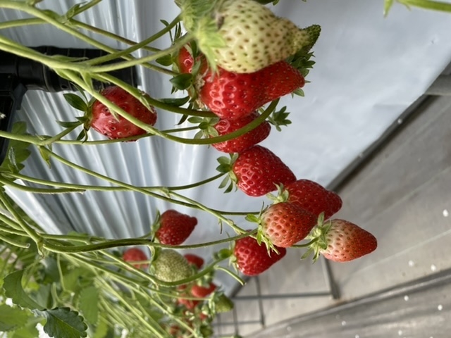 �Ȃ����������ɂȂ��Ă��܂��܂���_���c���������_��