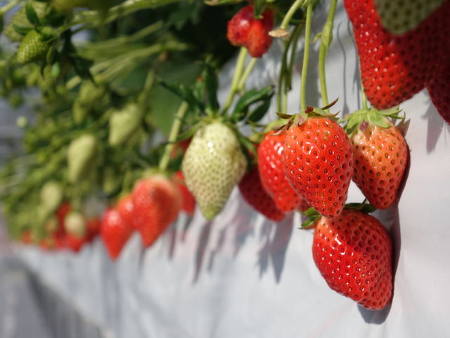 �^���Ԃȑ嗱������_����X�g���x���[�t�@�[��