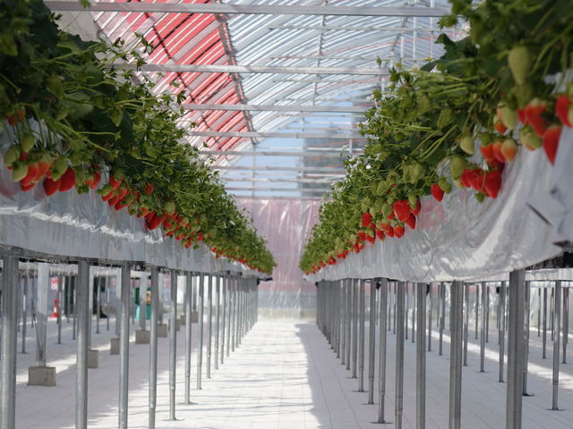 ���邢�n�E�X��_����X�g���x���[�t�@�[��