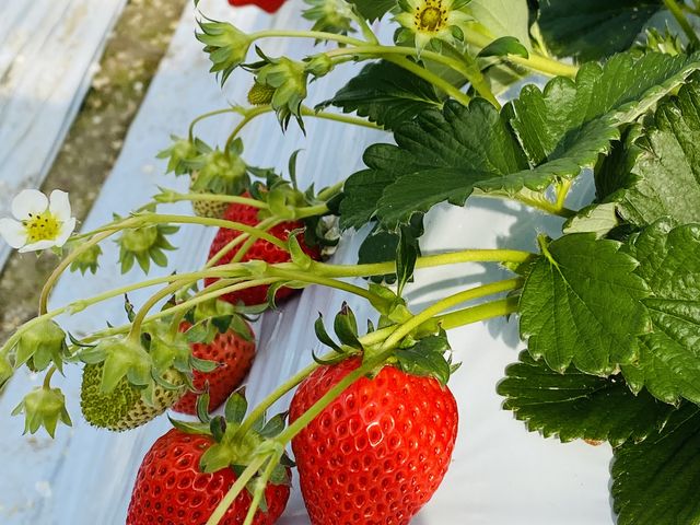 �����Ȃ�����_�������_���@��t�@�[��