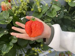 l`r̐V񂾔_ȉւ̓eʐ^1