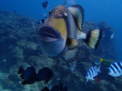 ܂̐̓A@Dive@ւ̓eʐ^1