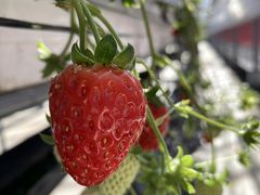 ̂肳Eitoku Farm  y舤`Ƃȁ`zւ̓eʐ^1