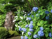 Yanwenli̋֎뉀i@j̓eʐ^1