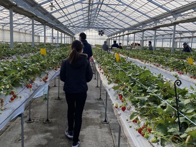 ���̗l�q�͂���Ȋ���_�|���|���R�X�g���x���[(Pon Pon YAMA Strawberry)