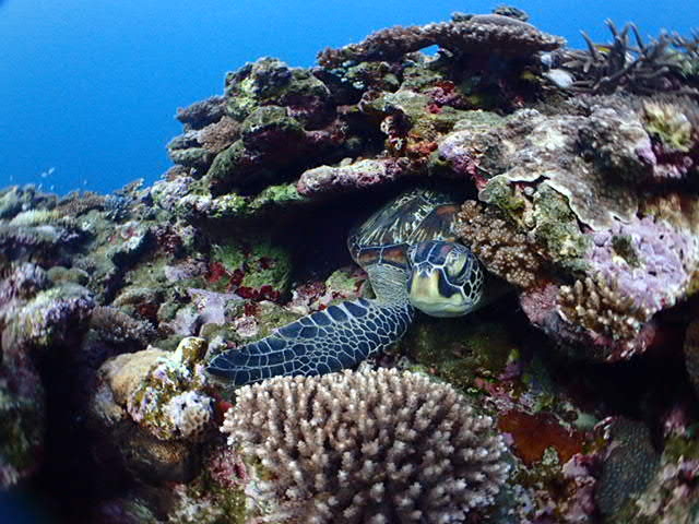 �E�~�K��_�V�[�W���b�N�_�C�u�t�@�~���[