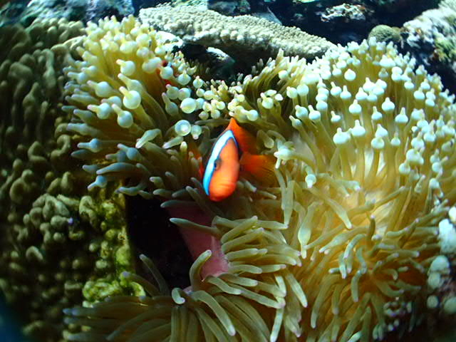 �j��_�V�[�W���b�N�_�C�u�t�@�~���[