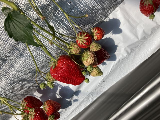 �Ƃ��Ă��傫��䕁B�����Â��A���̂܂�܂ő喞���ł����B_strawberry farm �ӂ�����