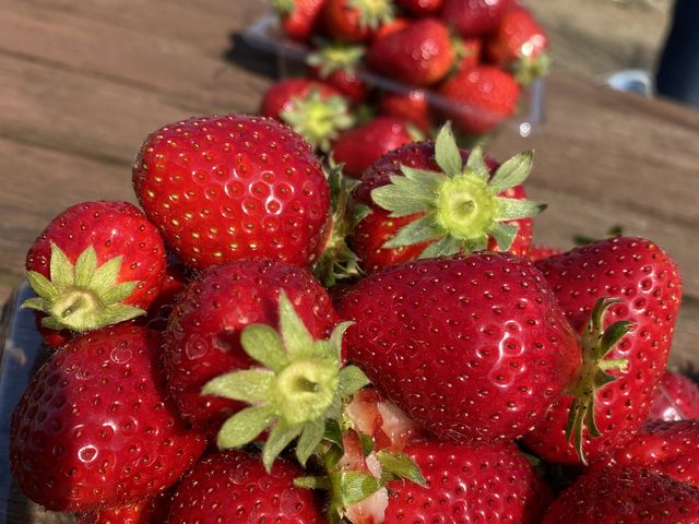 �R���肢����_�c���_��