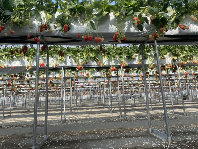 ���ݍ͔|�Ŋy����ł��B_�唩���Y��������