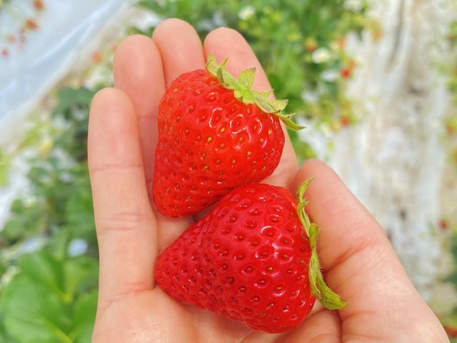 �S���Ԃ��Â��Ĕ������������ł�_�V��̂���������ʐ^�� �܂邩����