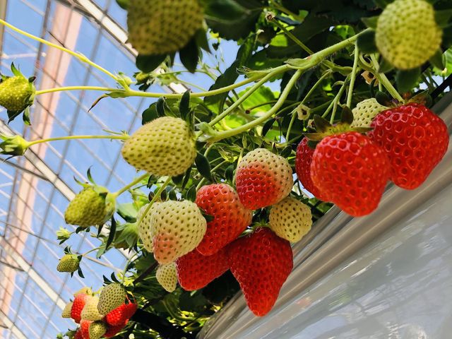 �^���ԂȃC�`�S���ق�Ƃɂ�������I_�͖{�t�@�[����������