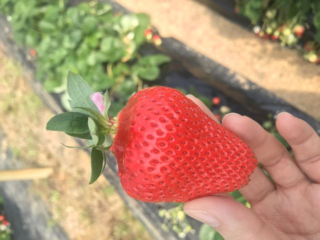 �Ԃ��ĊÂ��Ă�������������(*�L���M*)_��c�_��(2024�N�V�[�Y���x��)